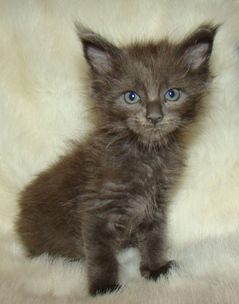 ���� ��� ������� ��������� Catsvill County!  ���� ����! ������ ������ ���� ���! ���� ��� ������ ������ � ����� ����!!! �������� ���� ����� Catsvill County +7-926-544-74-09  ���� ��� �������� ������. ���� ��� ������, ���� ��� �������, ���� ��� ������,  ���� ��� ����, ���� ��� ��������, ���� ����,  ������ ������ ���� ���,  ������ ����-����, ����� ������� ������ �����, ����� ����� ������!